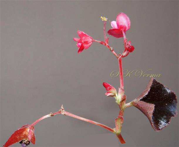  Inflorescence